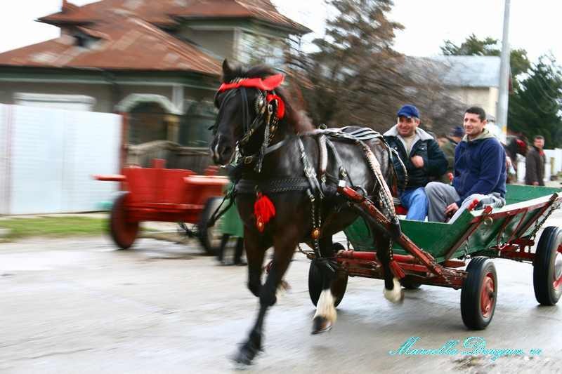 pastele-cailor-marcella-dragan-7