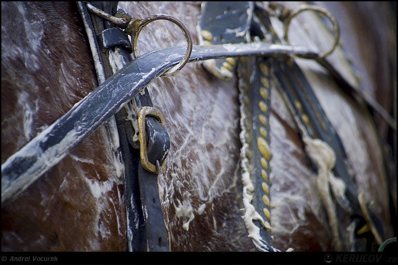 andrei_vocurek_kerucov_orasul_ro_targoviste_tudorita_13