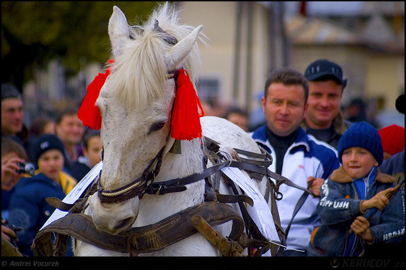 andrei_vocurek_kerucov_orasul_ro_targoviste_tudorita_19