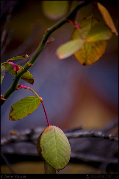 andrei_vocurek_kerucov_orasul_ro_targoviste_tudorita_20