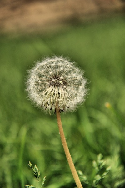 miss-dandelion