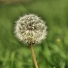 miss-dandelion