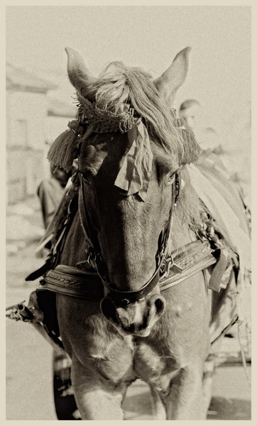 dsc_0804_portret-cal