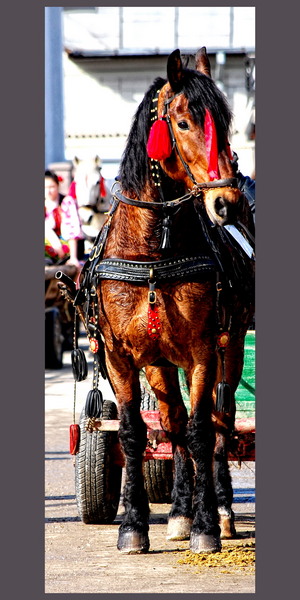 dsc_1117_portret-cal