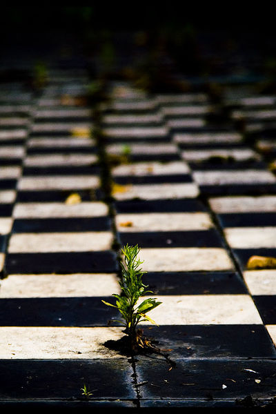 andrei_vocurek_foto_bellu_12