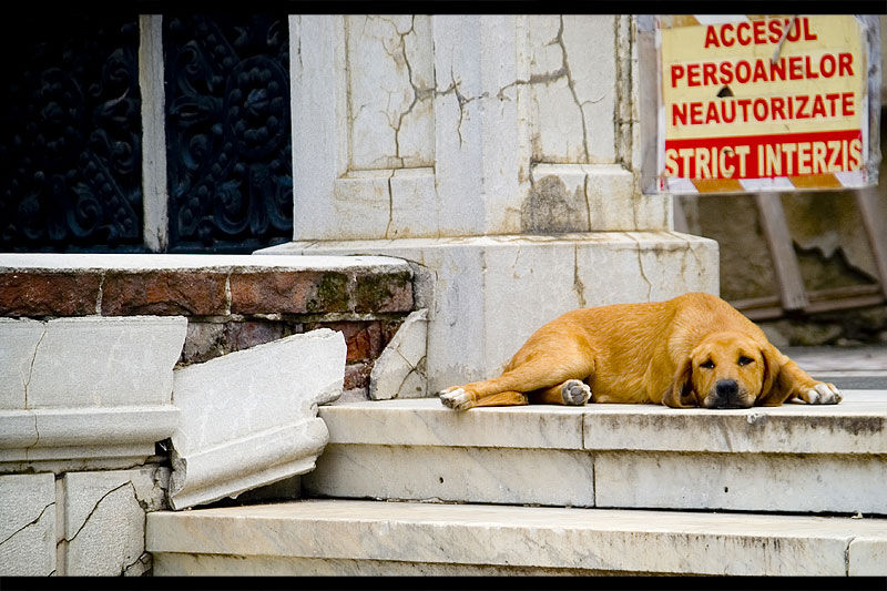 andrei_vocurek_foto_bellu_23