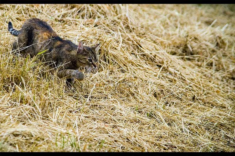 andrei_vocurek_foto_bellu_25