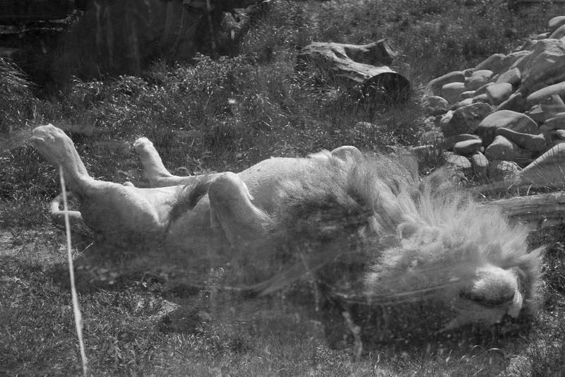 bang-bang-he-shot-me-down