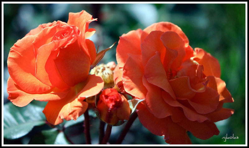 4650170862_ede7ebe032_b