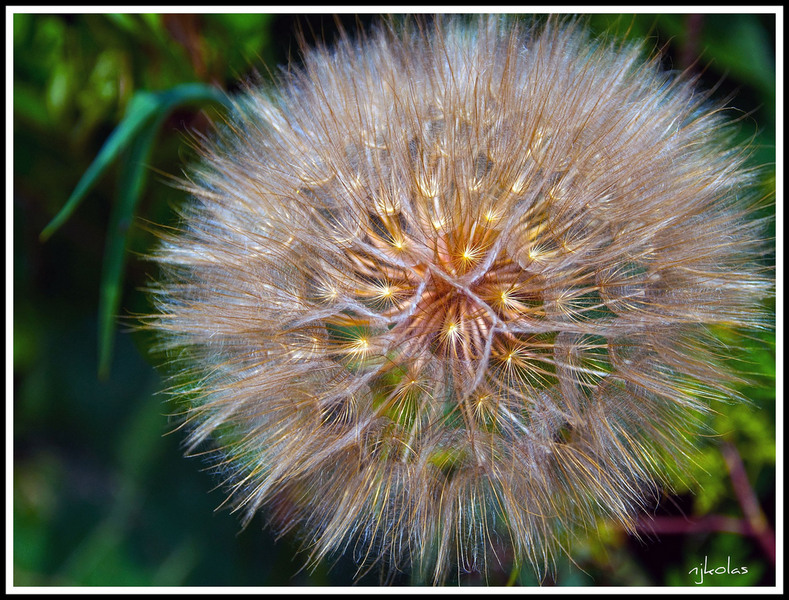 4652546941_657e72851c_b