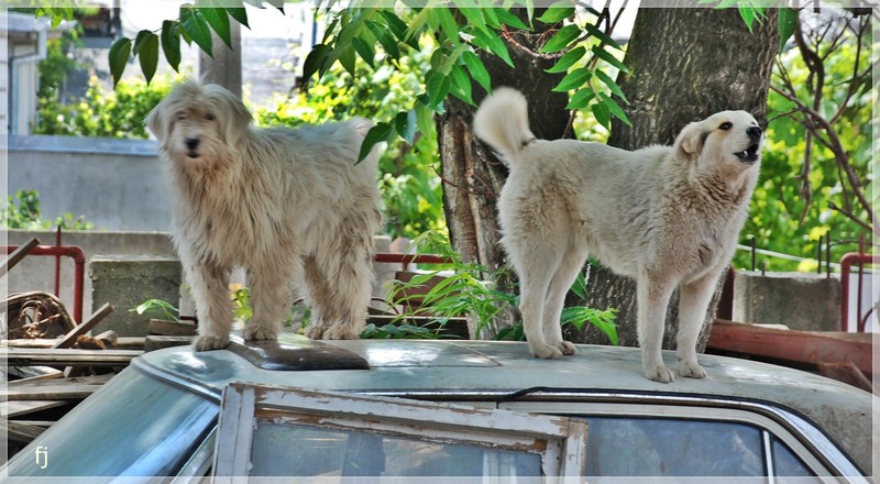 cateii-albi-de-florijianu