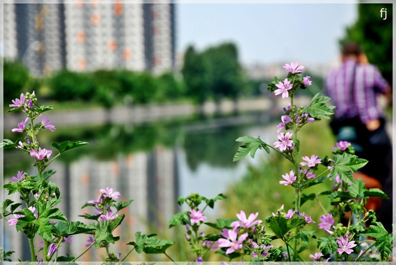 flori-lila-de-florijianu