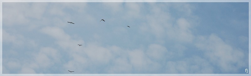 pescarusi-de-florijianu