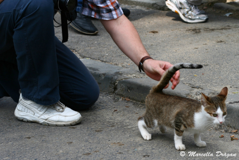 distror-timpuri-noi-marcella-16