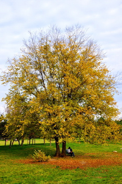 dragoste-la-prima-vedere