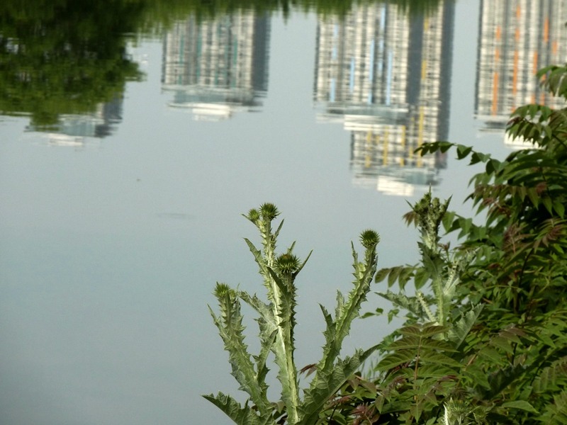 Ciulinii Bucurestiului