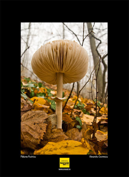 alexandru_cosmescu_01