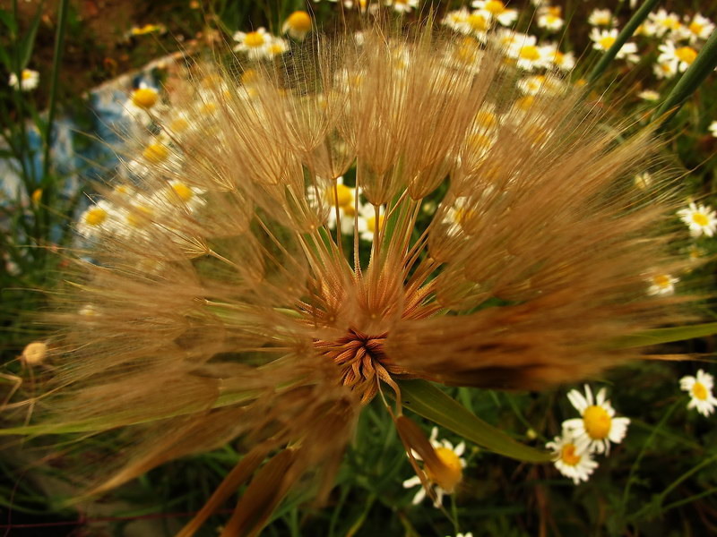 Flori pe mal de Dambovita