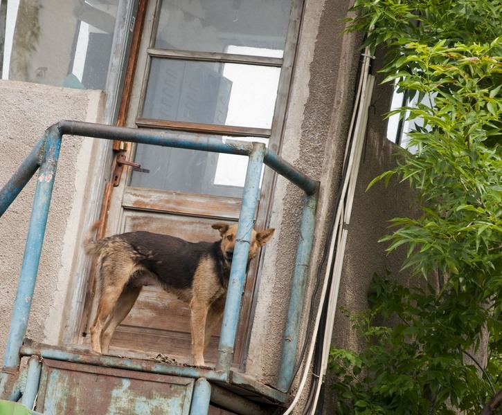 trasca_mihai_dristor-timpuri_noi_05