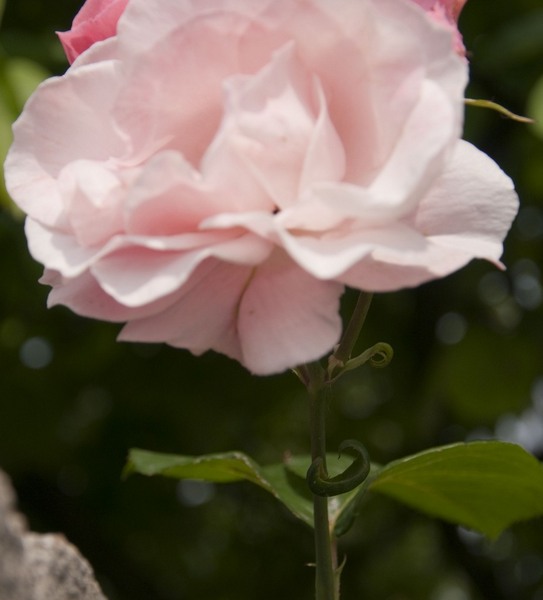 trasca_mihai_dristor-timpuri_noi_07