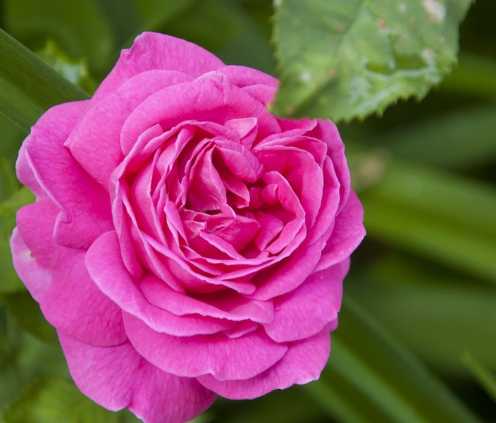 trasca_mihai_dristor-timpuri_noi_08