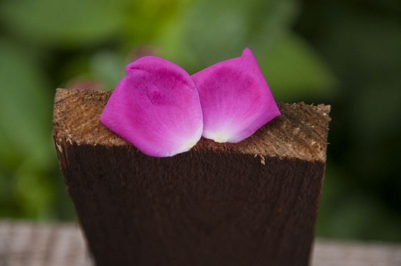 trasca_mihai_dristor-timpuri_noi_09