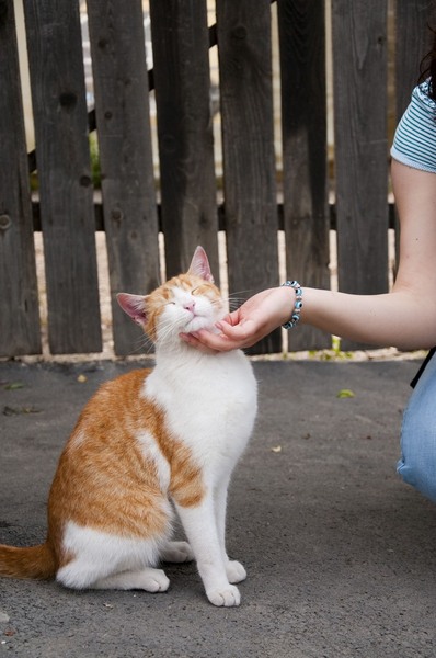 trasca_mihai_dristor-timpuri_noi_11