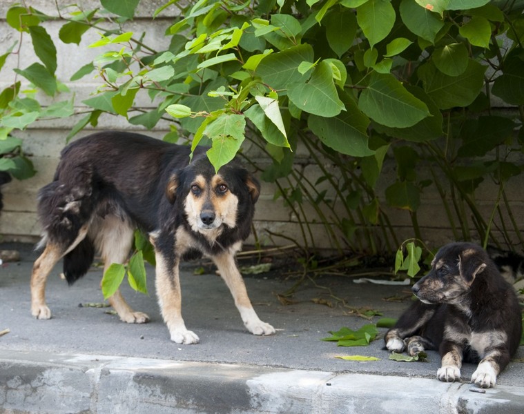 trasca_mihai_dristor-timpuri_noi_14