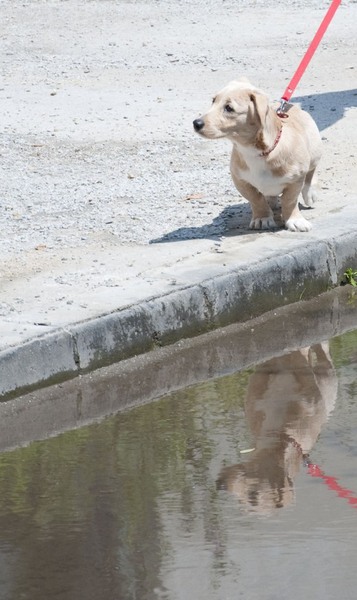 trasca_mihai_dristor-timpuri_noi_15