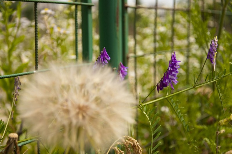 trasca_mihai_dristor-timpuri_noi_21