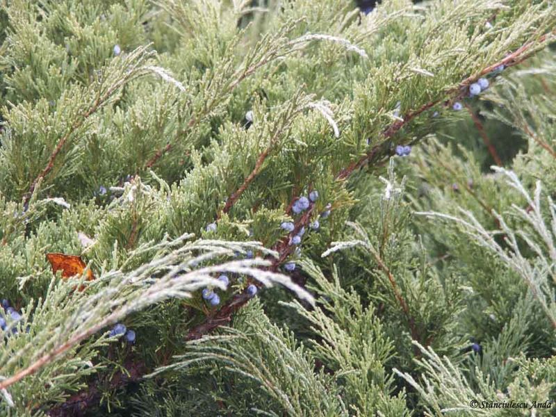 herastrau-parada-0631