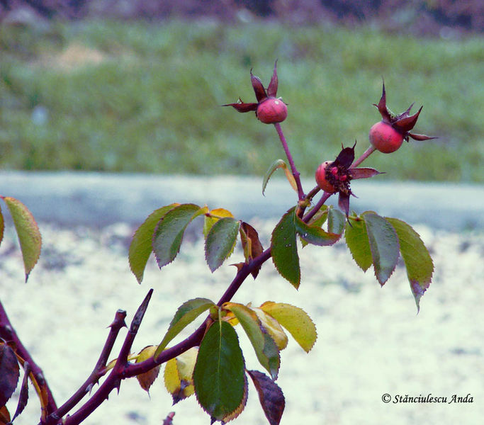 herastrau-parada-140