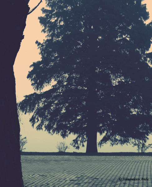 herastrau-parada-186