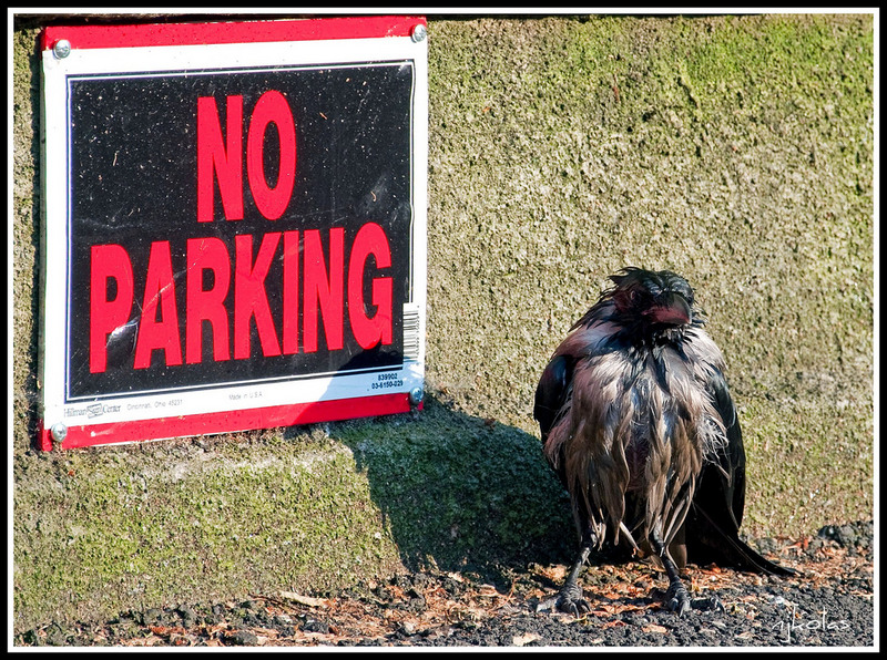 4692068561_62e88fd209_b