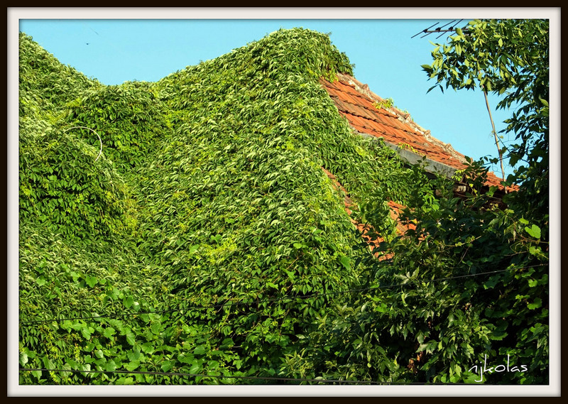 4692247399_26499e321a_b