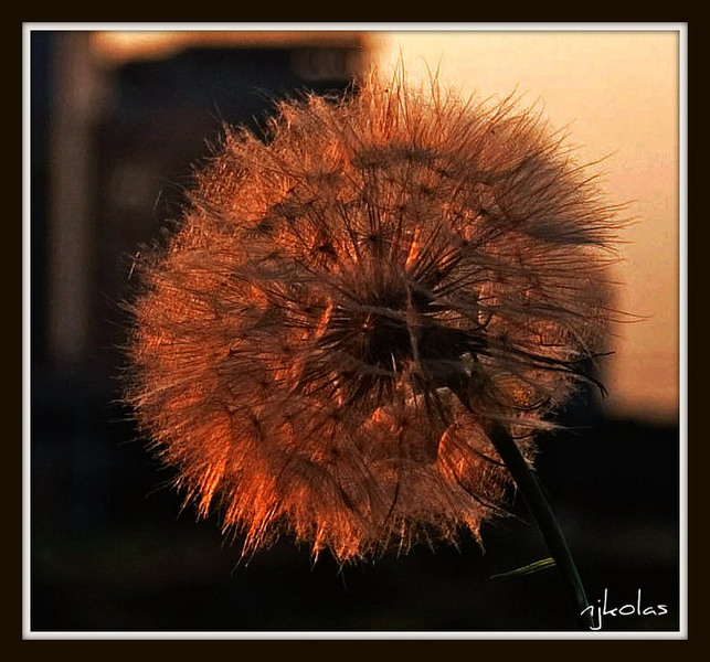 4692940376_5a6d66c557_b