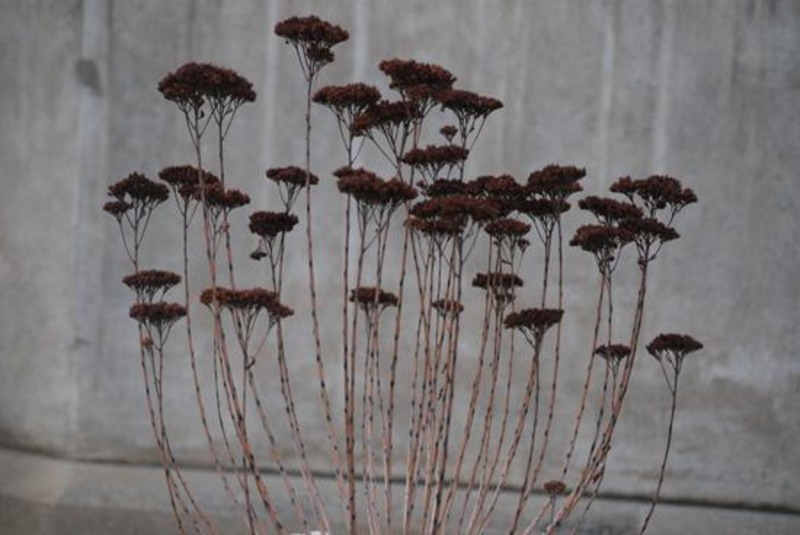 20090124_stefangh_09