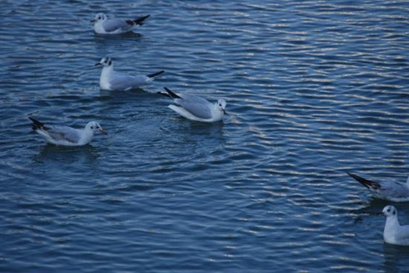 20090124_stefangh_13