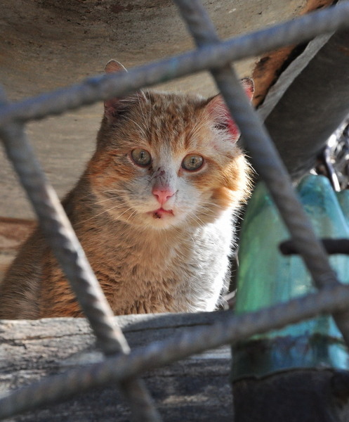 Vre-un soarece ceva..?