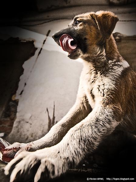 20090124_floriani_03