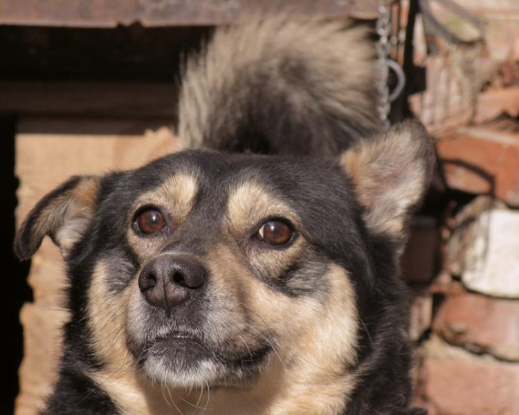 privire-de-caine-rau