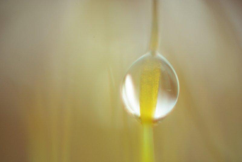 20090221_acimpeanu_07