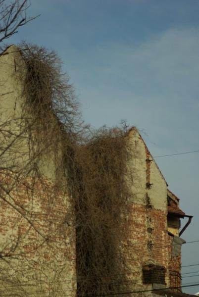 20090221_acimpeanu_13