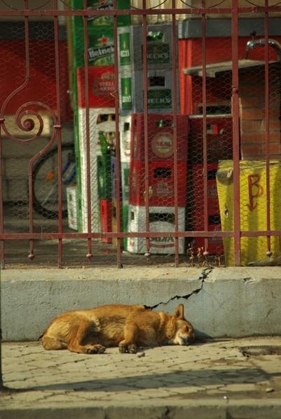 20090221_acimpeanu_14