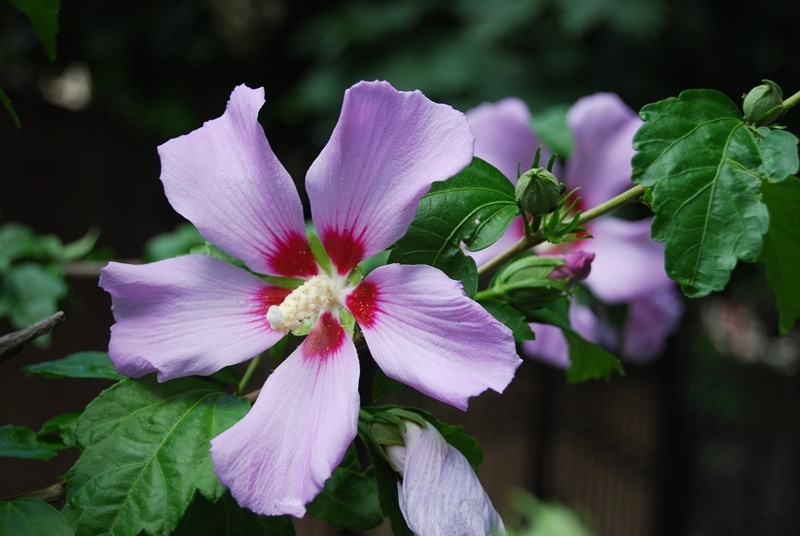 20090627_cboroneant_05