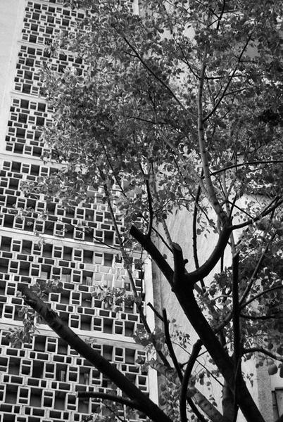 20090627_cboroneant_10