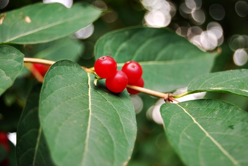 20090627_cboroneant_13