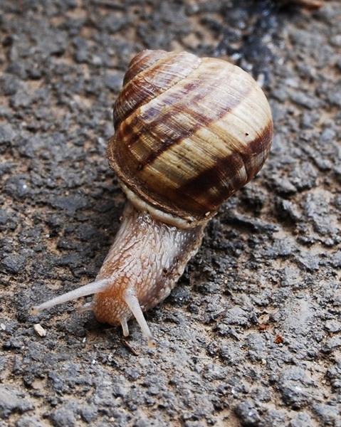 20090627_cboroneant_16