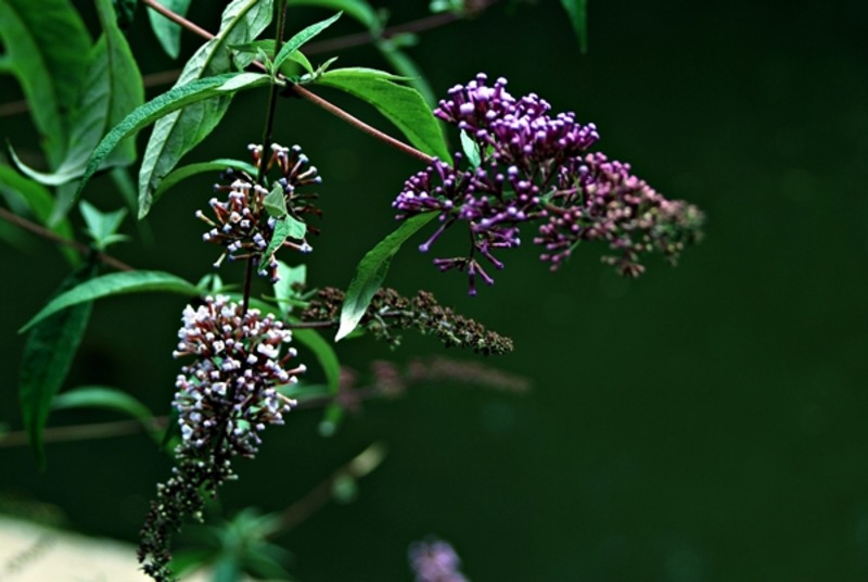 20090627_sghinescu_14