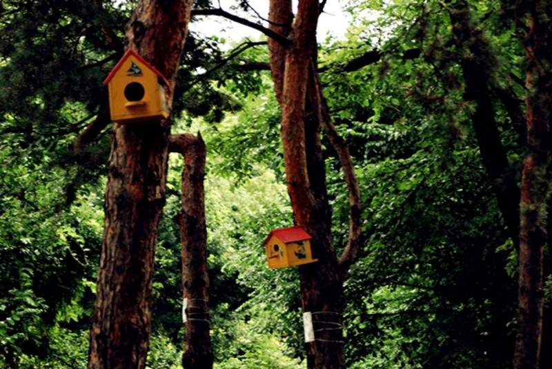 20090627_sghinescu_16